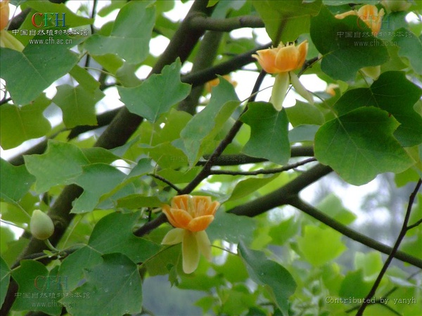 鹅掌楸的花，它也因为叶形被我们叫做马褂木。【图片来源：网络】
