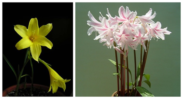 左边的黛玉花和右边的紫鹃花【图片来源：网络】
