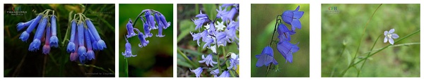 猜猜哪种才是《苏格兰的蓝铃花》？【图片来源：百度图片】