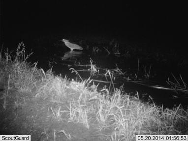 红外线拍摄的夜鹭图片