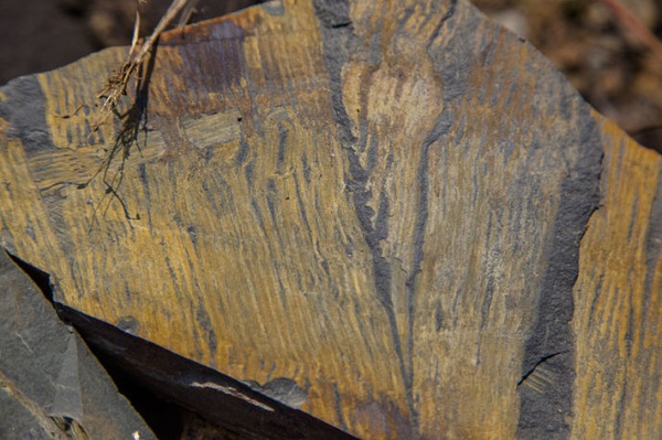 芦木化石