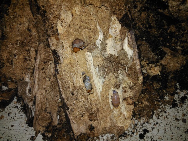 虫身上感染了螨虫,黑斑病,木屑有蚯蚓的话,要及时换新的木屑,不然蚯蚓