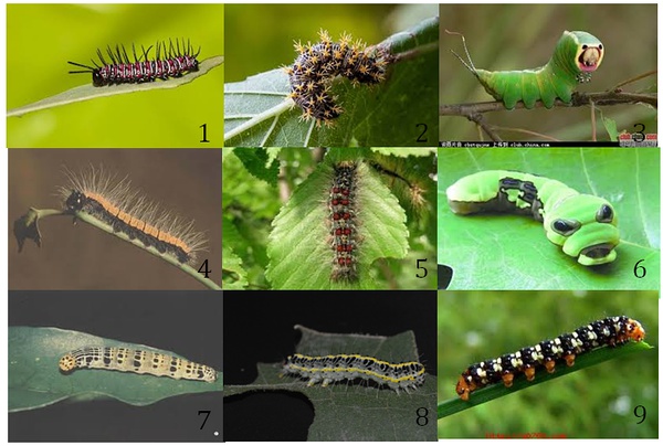 9种幼虫大PK，图片来自网络