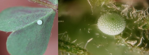 左图-酢浆灰蝶，右图-琉璃灰蝶，，图片来自网络