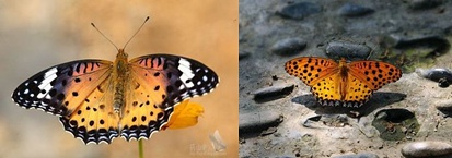 斐豹蛱蝶的左雌与右雄，图片来自网络
