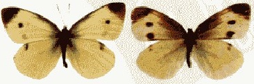 菜粉蝶的左雄与右雌，图片来自网络