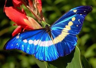 大名鼎鼎的“光明女神”闪蝶，图片来自网络