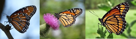 左图-皇后斑蝶，中图-君主斑蝶，右图副王线蛱蝶，图片来自网络