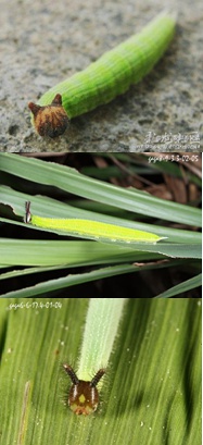 上图-稻眉眼蝶，中图和下图-暮眼蝶幼虫的不同阶段，图片来自网络