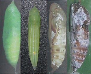 从左到右依次是捷弄蝶属 sp.、隐纹谷弄蝶、裙弄蝶属 sp.、绿弄蝶属 sp.。裹在叶子中，图片来自网