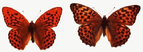 绿豹蛱蝶的左雄与右雌，图片来自网络
