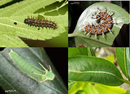 左上-黄钩蛱蝶，左下-二尾蛱蝶，右上-玻璃蛱蝶，右下-矛翠蛱蝶，图片来自网络