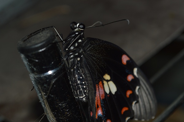 第一个雌性的玉带凤蝶，photo by 蔡余杰