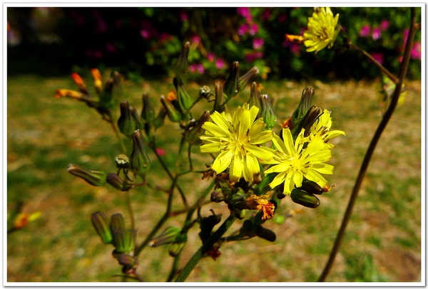 菊科 Asteraceae