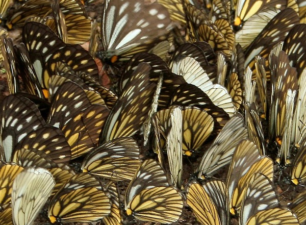 群聚吸水的绢粉蝶（非原创，图片来源见注）