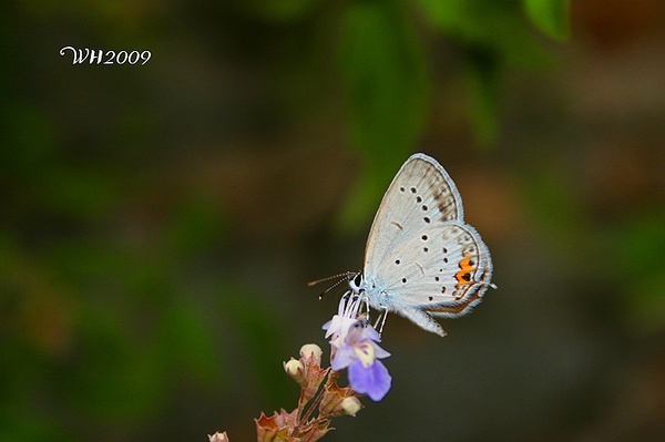 这是最常见的蓝灰蝶（09年拍摄）