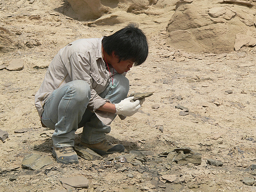 【图】侏罗系地层里挖化石