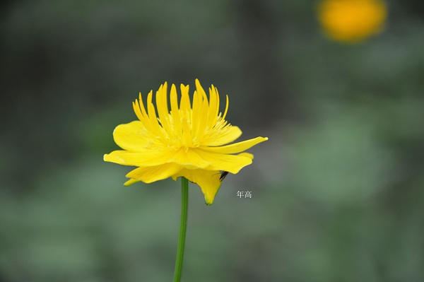 金莲花，东灵山
