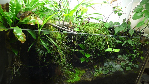 模拟热带雨林的生态缸现状