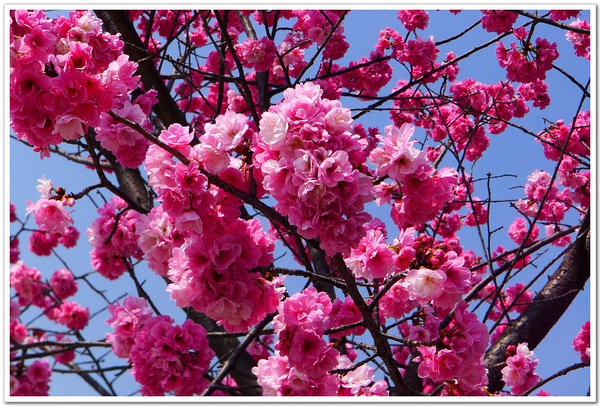 红花高盆樱桃