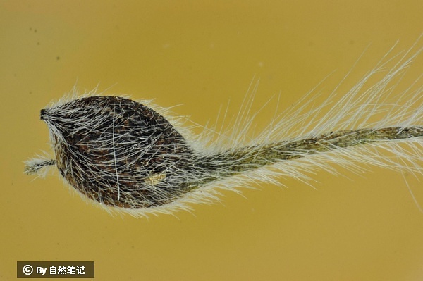 某种铁线莲种子的显微照片