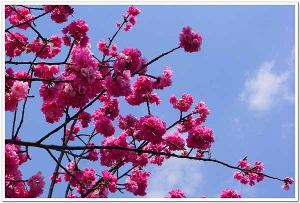 红花高盆樱桃