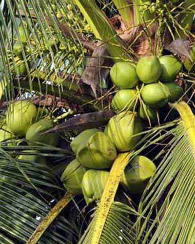 椰子树上挂椰子，图片来源网络