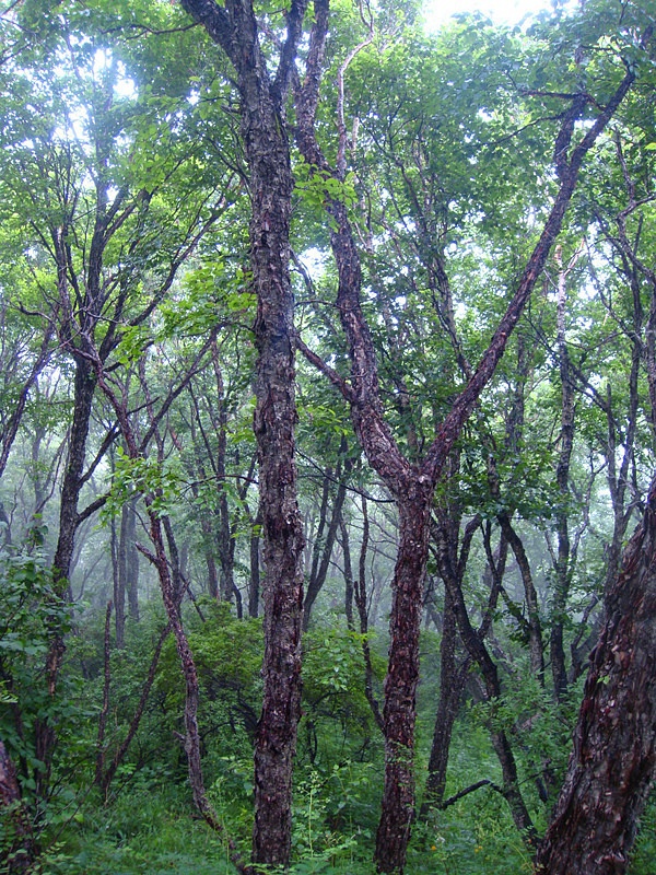 桦树林，百花山