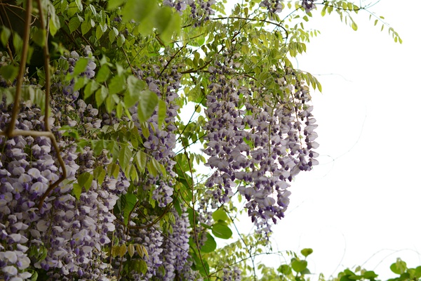 多花紫藤,示总状花序