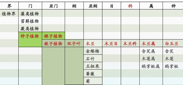上海市市花白玉兰的分类系统示意图 by莫莫
