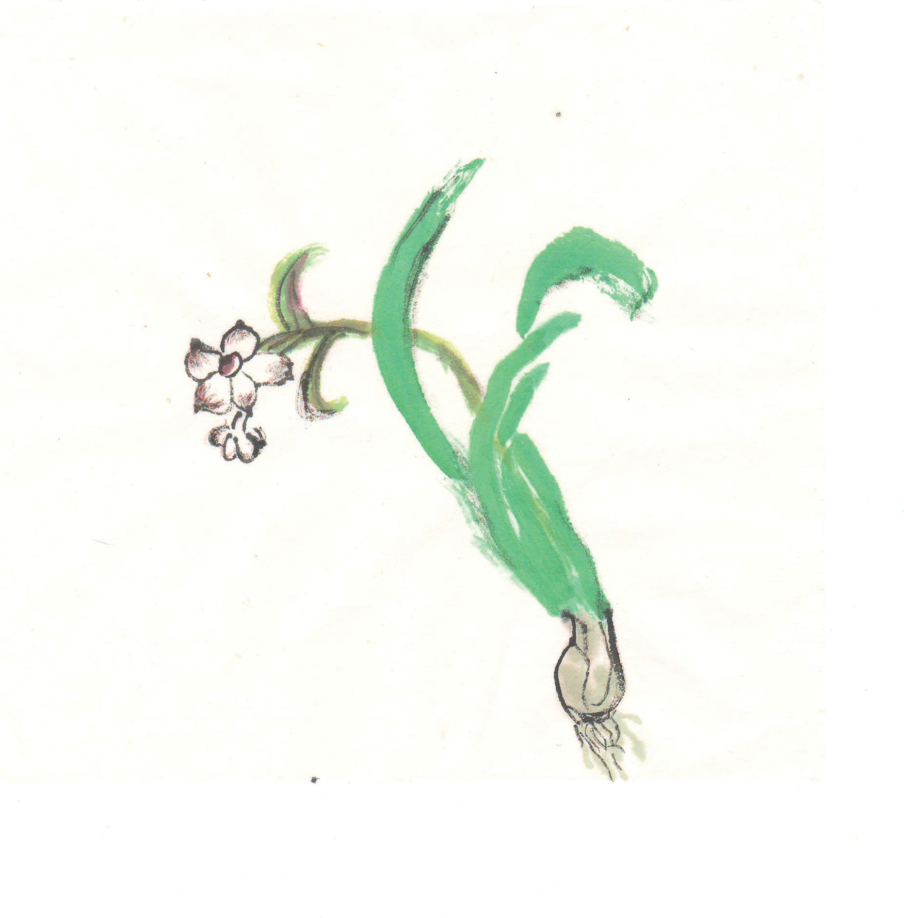 水仙成长记录图片手绘图片