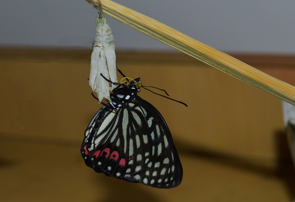 黑脉蛱蝶，photo by 蔡余杰