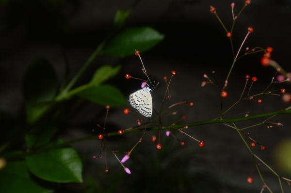 点玄灰蝶（一般寄主是多肉植物），photo by 蔡余杰