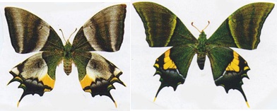 金带喙凤蝶的左雌与右雄，图片来自网络