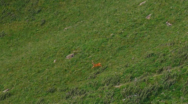 飞速逃窜的一只鹿