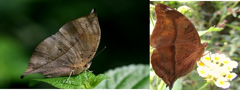 左图-枯叶蛱蝶，右图-蠹叶蛱蝶，图片来自网络