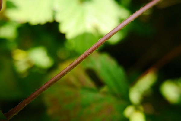 蛇莓的茎