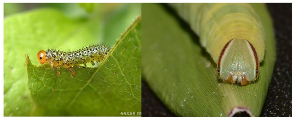 左图-叶蜂的幼虫，右图-蝴蝶的幼虫，图片来自网络