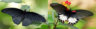 美凤蝶的左雄与右雌，图片来自网络