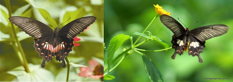 玉带凤蝶和红珠凤蝶，图片来自网络