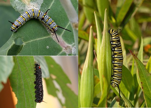 左上-金斑蝶，左下-拟旖斑蝶，右图-君主斑蝶，图片来自网络