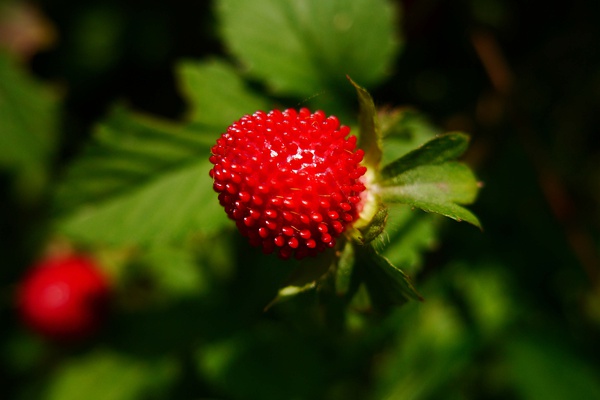 蛇莓的果