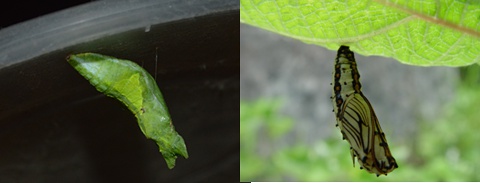 左图-缢蛹，右图-悬蛹，图片来自网络