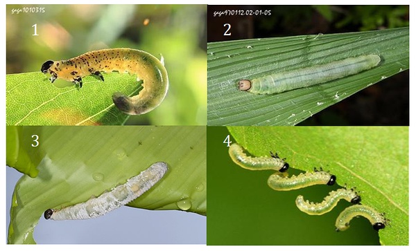 4种幼虫，图片来自网络