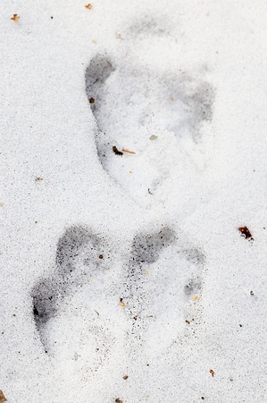 黄鼠狼雪地脚印图片