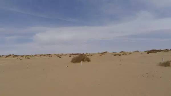 沙地里仅有稀疏的灌木