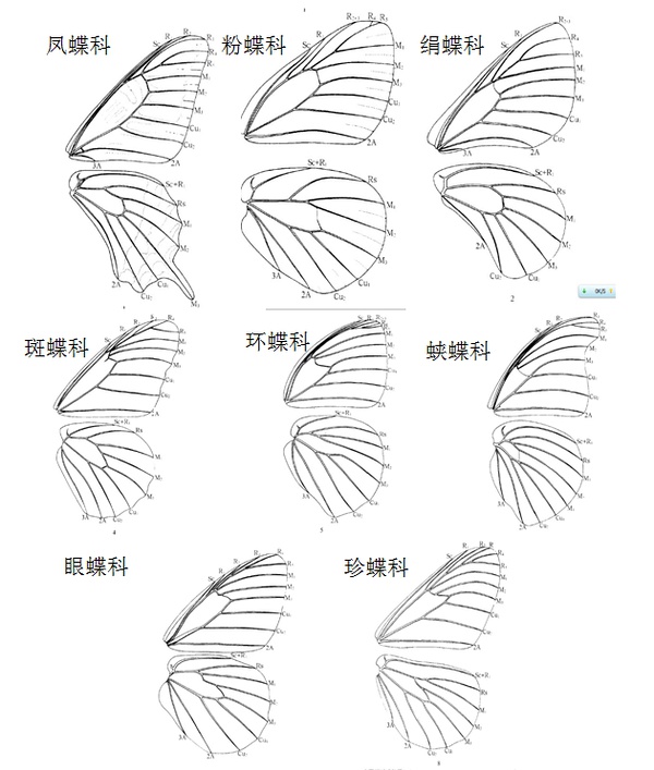 不同蝶科的翅脉示意图，图片来自网络