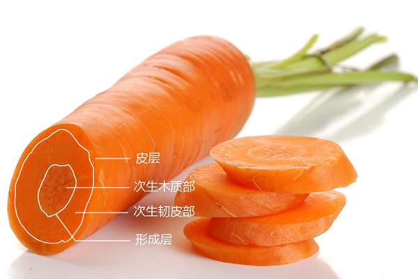 胡萝卜的形成层图片