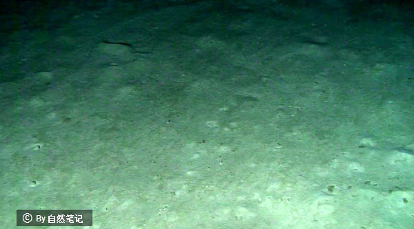 图4 海底沉积物