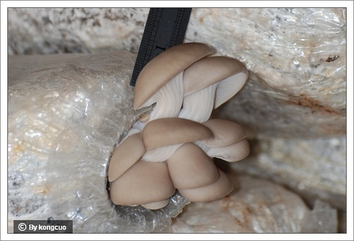 【图】大棚里的蘑菇
